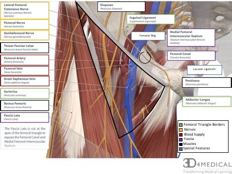 Femoral Triangle Surface Anatomy