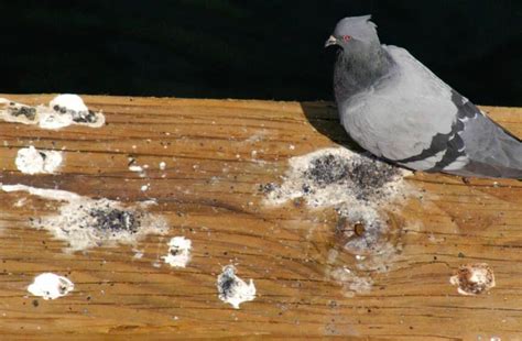 Le Nettoyage Des Fientes De Pigeon Toutes Les Solutions