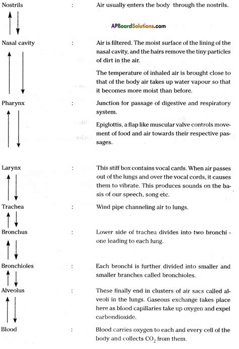 Ts 10th Class Biology Important Questions 2nd Lesson Respiration Ap