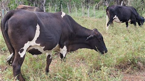 Cria O De Vacas Leiteiras Para Produ O De Leite Na Pequena