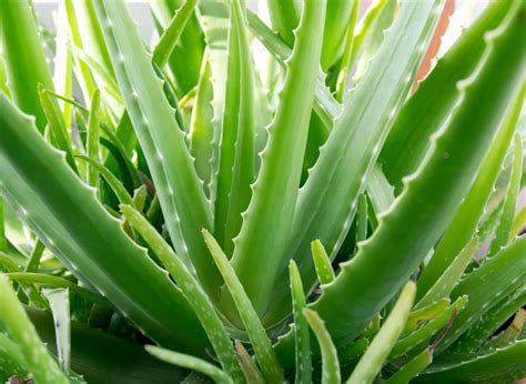 Why Is My Aloe Vera Plant Drooping 8 Causes And How To Fix Them