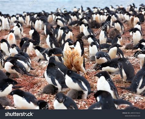 Group Penguins Their Natural Habitat Antarctica Stock Photo 2097271612 ...