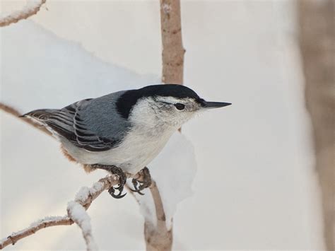 Img Sittelle Poitrine Blanche Parc Angrignon Michel