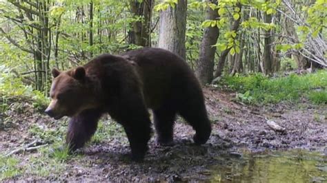 Tylko W Podkarpackich Lasach Obok Siebie Yj M In Nied Wiedzie Wilki