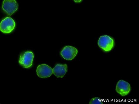 Fas Cd Antibody Rr Proteintech