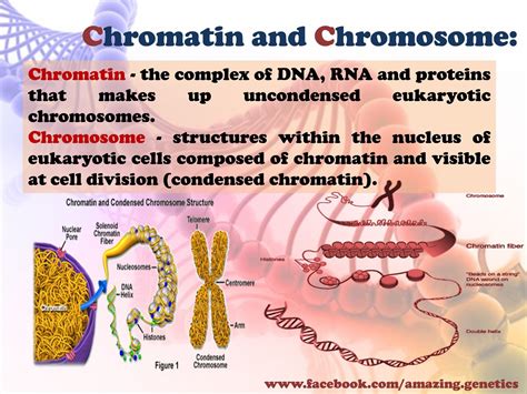 Difference Between Chromatin And Chromosomes