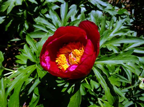 Paeonia Peregrina Paeoniaceae Image At Phytoimages Siu Edu