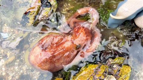 大魚擱淺在礁石區在水坑里亂竄，大鮑魚險些被踩，牛牛今天收穫不少【牛牛趕海海鮮】 Youtube