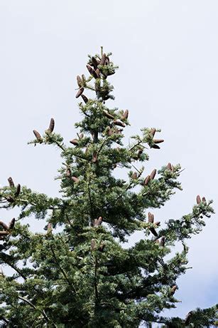 White Fir Abies Concolor Photograph Of Photo Of Image Of