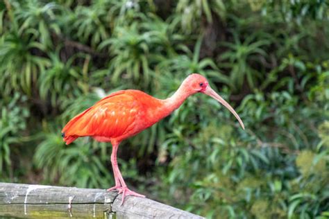 pink ibis stock  pictures royalty  images istock