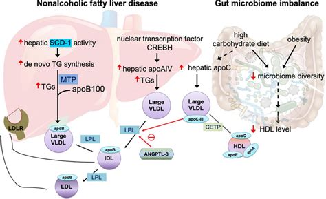 Mechanisms Of Large Very Low Density Lipoprotein VLDL In