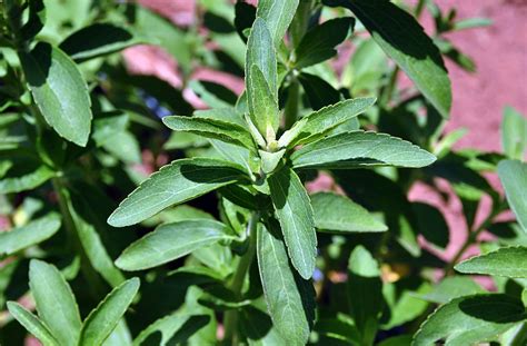 Stevia Propriet Benefiche E Controindicazioni Del Dolcificante