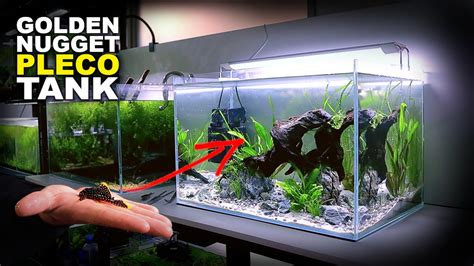 Aquascape Tutorial Golden Nugget Pleco Aquarium How To Step By Step