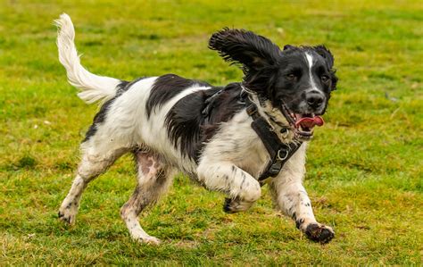 The Best Hunting Dog Breeds Guide And Resource Furry Tips