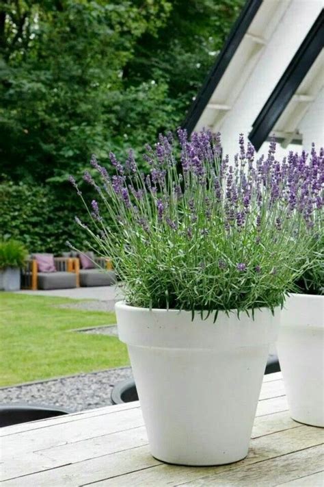 Lavendel im Topf Provence Flair für Zuhause Large garden planters