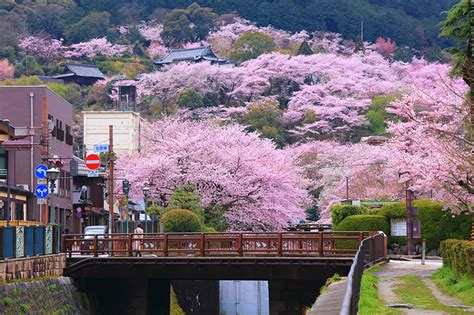 滋賀県 大津市 三井寺 桜