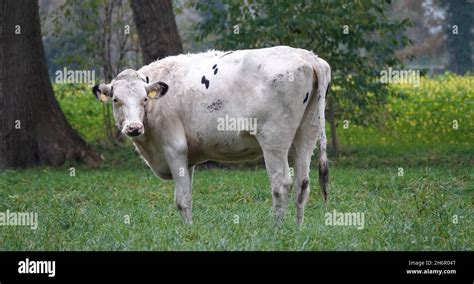 One Almost Complete White Holstein Frisian Cow In A German Meadow Stock