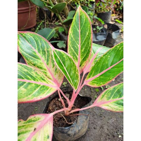 Aglaonema Pink Siam Aurora Live Shopee Philippines