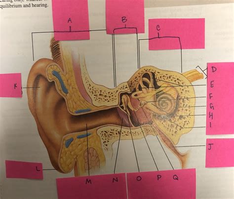 Anatomy Of The Ear Diagram Quizlet