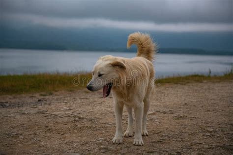 A Huge Golden Retriever Stands On The Shore Of The Shaor Reservoir