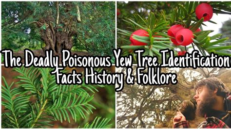 The Yew Tree The Tree Of Death And Rebirth ☠️ Deadly Toxic Facts History And Folklore ☠️ Youtube