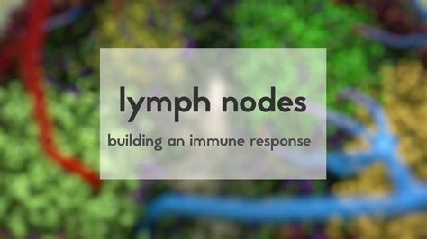 Lymph nodes: how to build an immune response | Immune response, Lymph ...