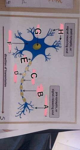 Bio Chapter 8 Diagrams Flashcards Quizlet