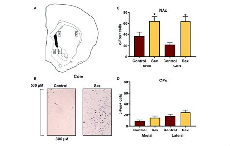 Female Sexual Behavior Activates The Nucleus Accumbens Nac Shell Download Scientific