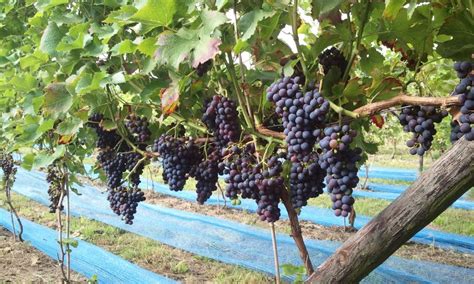 Виноград Каберне: описание и характеристики сорта, разновидности ...
