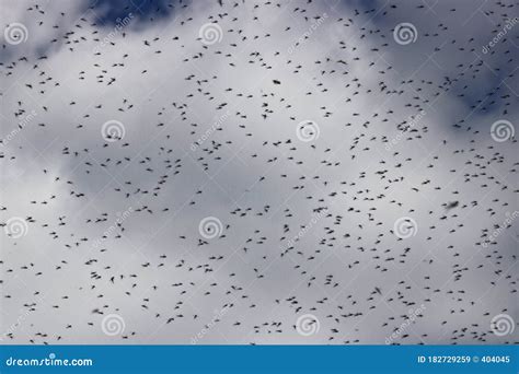 A Huge Number Of Mosquitoes Against A Cloudy Sky Swarm Of Gnats Stock