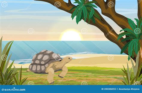 Aldabra Giant Tortoises Silhouette Side View Preview Isolated On White