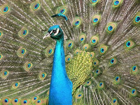 Peafowl Wallpapers Top Free Peafowl Backgrounds Wallpaperaccess