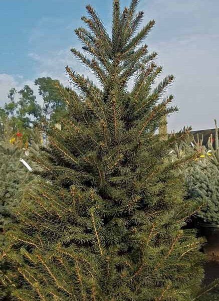 Picea Omorika Pendula Urban Tree Farm Nursery