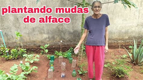 Plantando Mudas De Alface Youtube