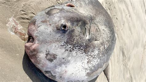 Gigantic Sunfish That Washed Up On Oregon Beach Could Be The Largest Of