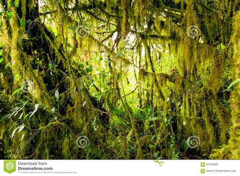dense vegetation   daintree rainforest stock photography