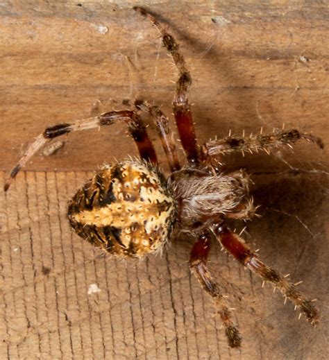 Red Femured Spotted Orbweaver SW MI 8 15 Neoscona Domiciliorum