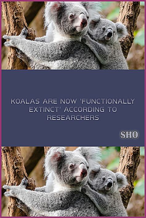 Koalas Are Now Functionally Extinct According To Researchers Koalas