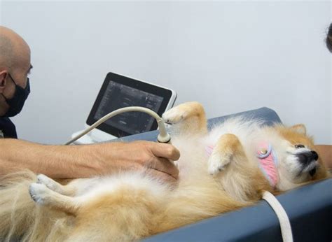 Ultrassom Em Cachorros E Gatos Como Funciona Vitale CMV