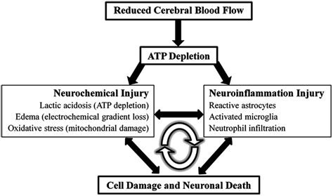 Ischemic Stroke Pathophysiology