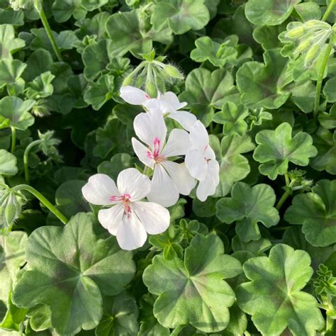 Acheter Geranium Lierre Rainbow Blanc Et Autres Plantes Sur Coclicoh