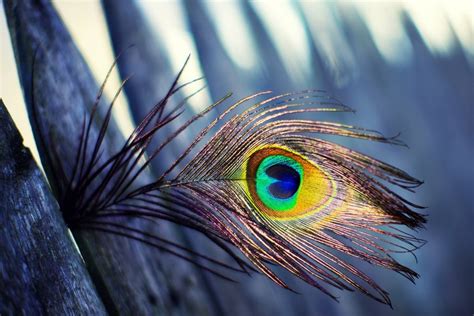 Peacock Feather Wallpaper Hd For Laptop ~ Peacock Feather Hd Wallpaper Feathers Wallpapers Water ...