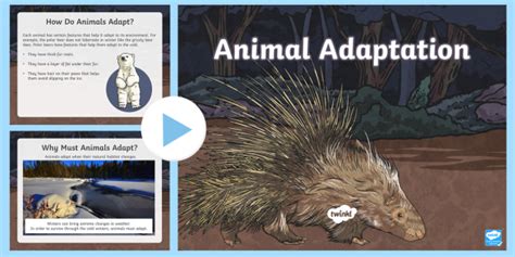 Animal Adaptations PowerPoint (teacher made)