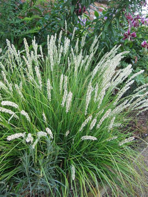 Sesleria Autumnalis Autumn Moor Grass Dmf Gardens