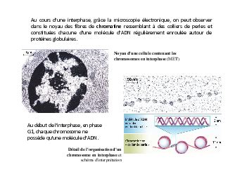 Chapitre Reproduction Conforme De La Cellule Et R Plication D Adn