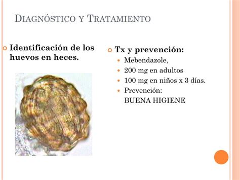 Ppt Helmintos Intestinales NemÁtodos Powerpoint Presentation Free Download Id2354498