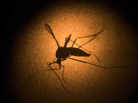 First Case Of Dengue Spread By Sex Confirmed In Spain Europe Gulf News