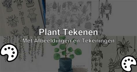 Plant Tekenen Met Afbeeldingen En Tekeningen