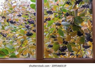 4,484 Chokeberry bush Images, Stock Photos & Vectors | Shutterstock