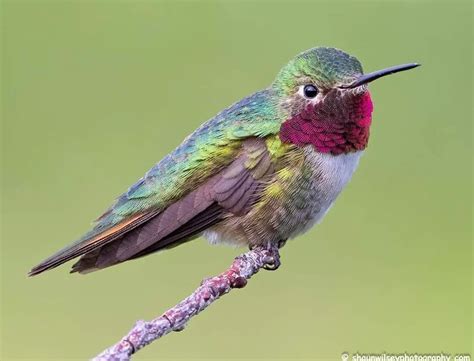 Hummingbird Migration In Colorado Backyard Visitors